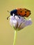 Beetle Mylabris on flower
