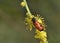 The beetle Mylabris quadripunctata, Greece