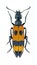 Beetle Mylabris variabilis