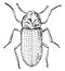 Beetle obstinate, vintage engraving