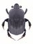 Beetle Onitis damoetas