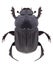 Beetle Onitis damoetas