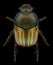 Beetle Onitis humerosus