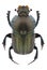 Beetle Onitis humerosus