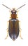 Beetle Orsodacne cerasi