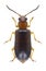 Beetle Orsodacne cerasi