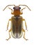 Beetle Orsodacne cerasi