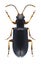 Beetle Orsodacne cerasi