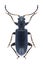 Beetle Orsodacne lineola