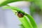 Beetle Pelidnota punctata clinging to a leaf hiding from the rain