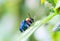 A Beetle perched on a plant leaf