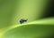A Beetle perched on a plant leaf. Superfamily Scarabaeoidea, Fam