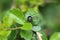 A Beetle perched on a plant leaf. Superfamily Scarabaeoidea, Fam