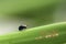 A Beetle perched on a plant leaf. Superfamily Scarabaeoidea, Fam