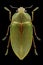 Beetle Perotis chlorana