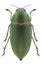 Beetle Perotis chlorana