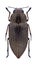 Beetle Perotis lugubris lugubris