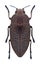 Beetle Perotis lugubris lugubris