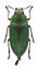 Beetle Perotis margotana