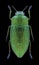 Beetle Perotis unicolor igniventris