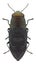 Beetle Phaenops aereus