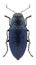 Beetle Phaenops cyaneus