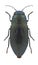Beetle Phaenops formaneki