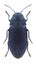 Beetle Phaenops formaneki lavagnei