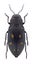 Beetle Phaenops guttulatus