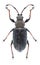 Beetle Phyllobius pyri