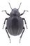 Beetle Pimelia bottae