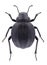 Beetle Pimelia bottae