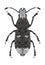 Beetle Platystomos albinus