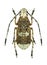 Beetle Platystomos albinus (male)