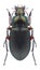 Beetle Poecilus cupreus