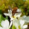Beetle pollinate flower blossom