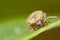 Beetle portrait on a green leaf