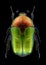 Beetle Protaetia cuprea ignicollis