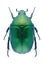 Beetle Protaetia cuprea phoebe