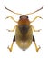 Beetle Psylliodes marcida