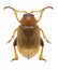 Beetle Psylliodes marcida