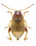 Beetle Psylliodes marcida