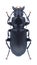 Beetle Pterostichus niger