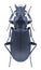 Beetle Pterostichus niger