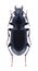 Beetle Pterostichus nigrita