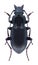 Beetle Pterostichus oblongopunctatus