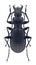 Beetle Pterostichus schoenherri