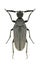 Beetle Ptilophorus dufouri