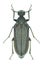 Beetle Ptilophorus dufouri