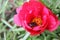 Beetle in red flower portulaca 8131